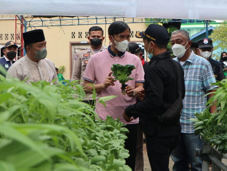 Ketua DPRD Edi Ikut Panen Sayuran Hidroponik (foto: ist)