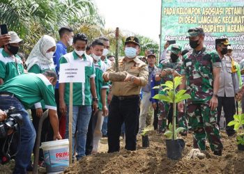 Gubernur Jambi saat menanam porang bersama masyarakat