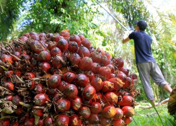 Tandan buah sawit (Foto: ist)