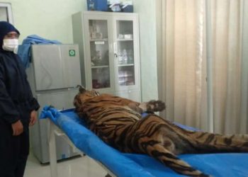 Harimau Sumatera yang mati di kandang (foto : Ist)