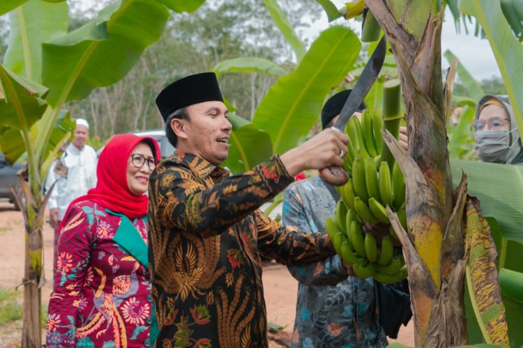 Ketua DPRD Pov.Jambi Edi Purwanto Menebas Pisang (Dok Foto :Humas Dprd ProvJambi)