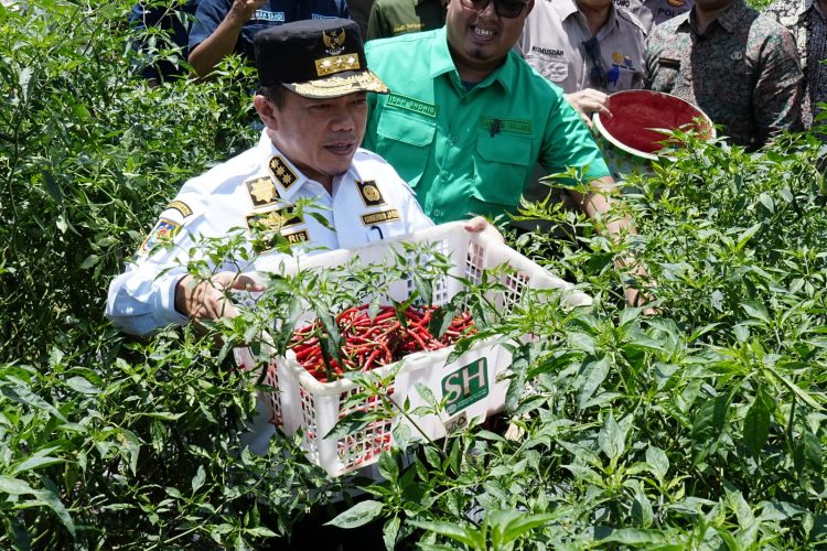 Gubernur Jambi Memetik Cabai Panen di Batanghari (Dok Foto:Kominfo)